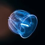 Comb Jelly: Size, Facts, Similarities between Comb Jelly and Jellyfish