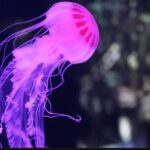 Jellyfish Habitat: Facts and General Information