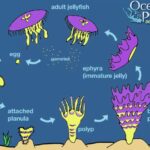 Jellyfish Reproduction: From Baby Jellyfish to Medusa