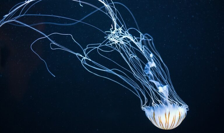 Jellyfish Reproduction: From Baby Jellyfish to Medusa