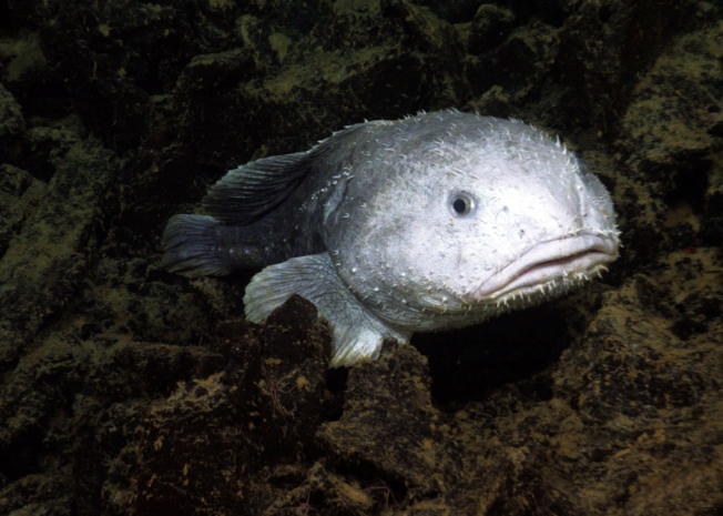 The Blobfish before and after the extreme tissue damage it suffers from being removed from the high pressure of the deep sea it lives in : r/interestingasfuck